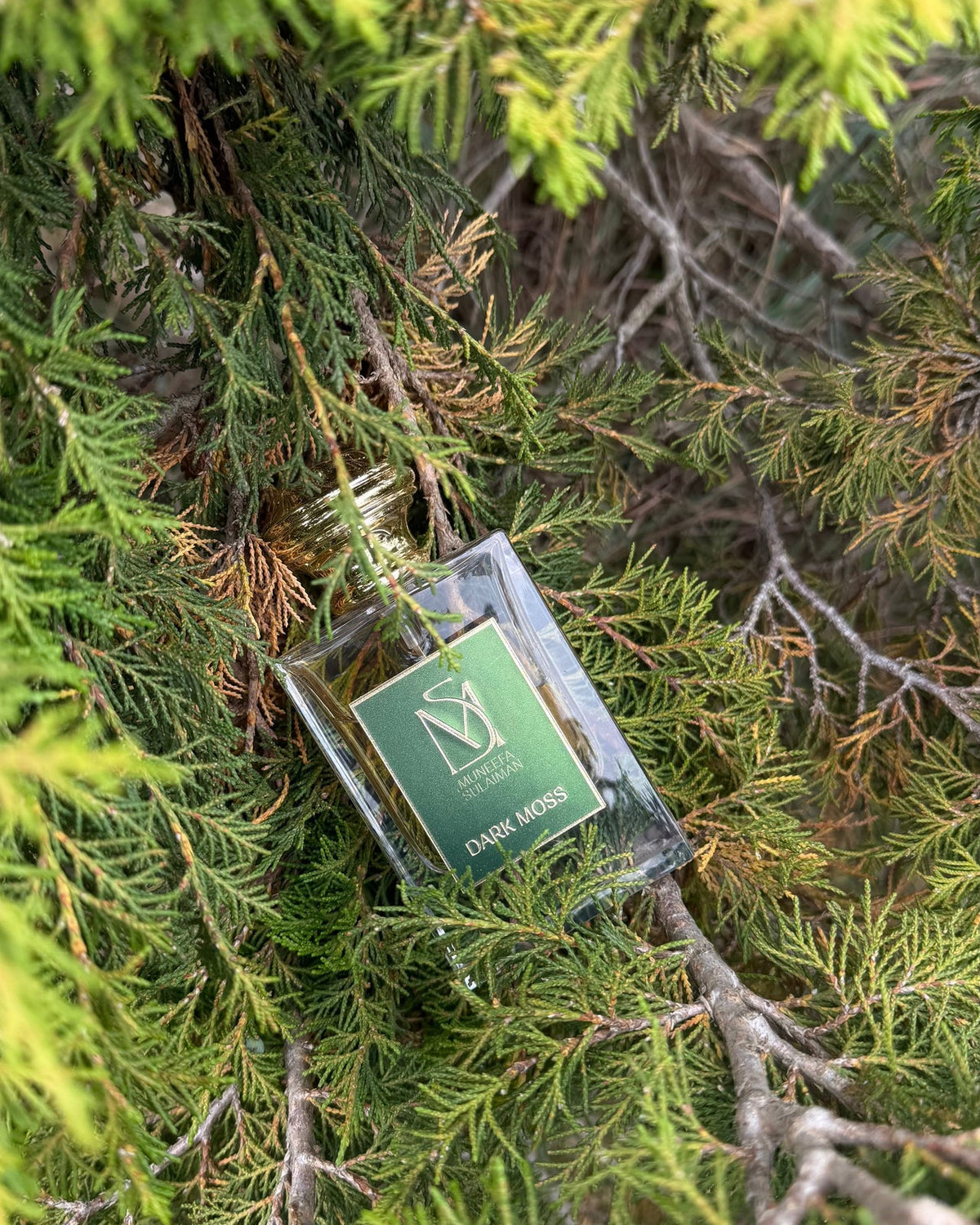 Muneefa Sulaiman Dark Moss bottle resting in cypress foliage