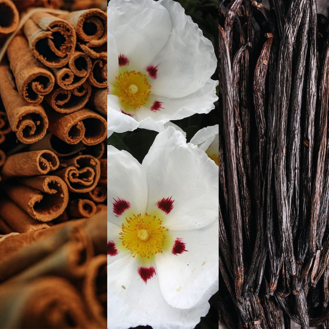 Rania J. Ambre Loup raw materials, cinnamon, labdanum and vanilla
